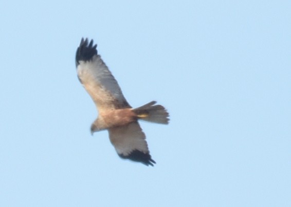 Western Marsh Harrier - ML620546346