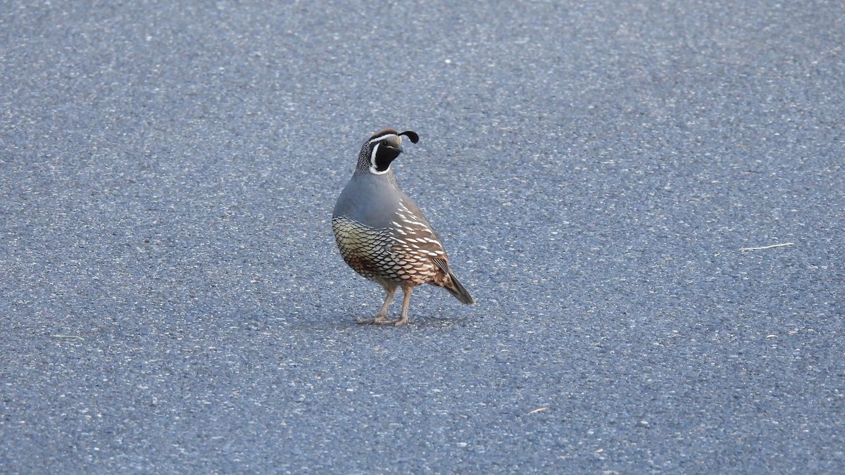 California Quail - ML620546350