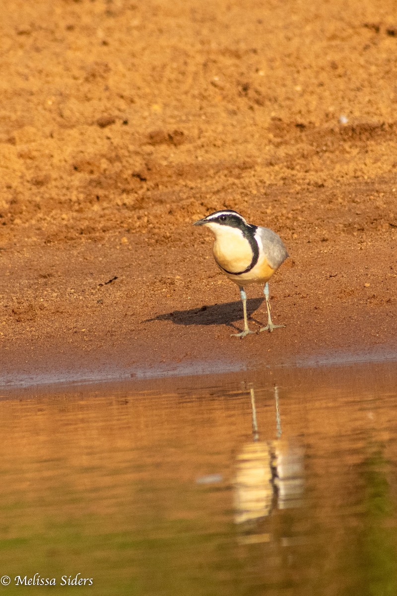 Egyptian Plover - ML620546351