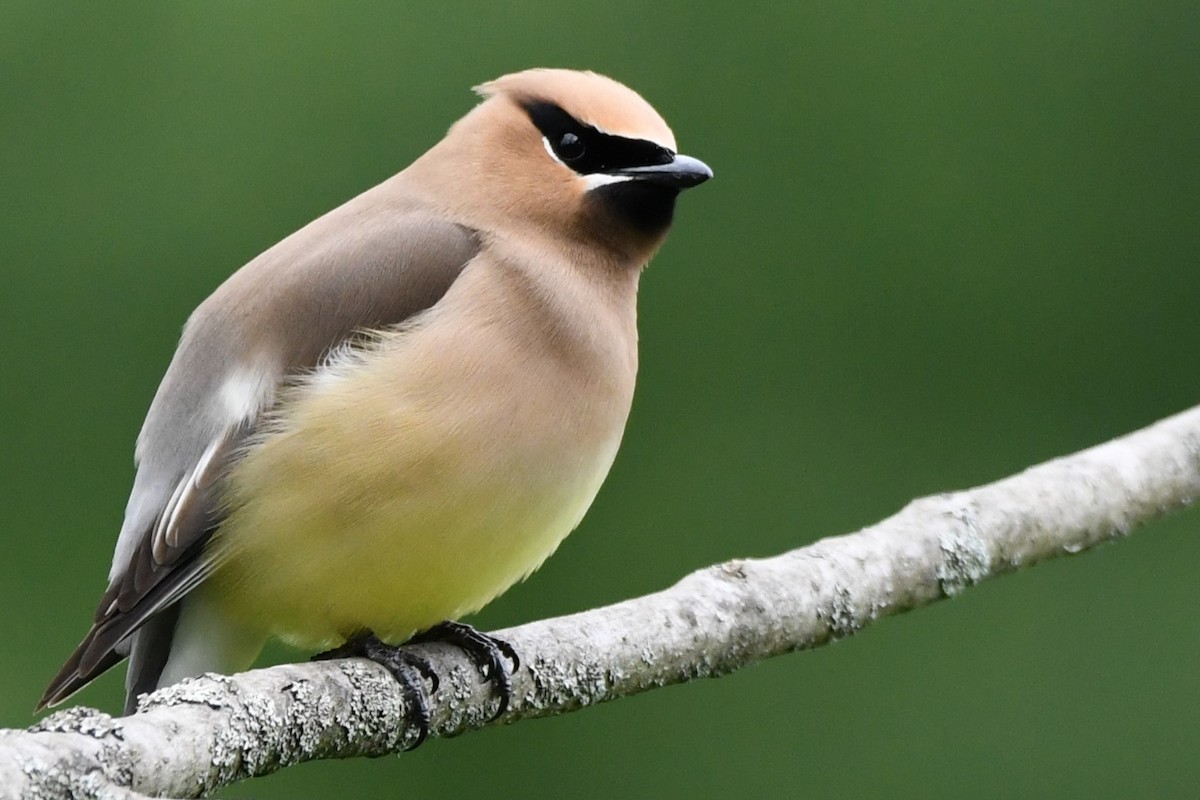 Cedar Waxwing - ML620546352