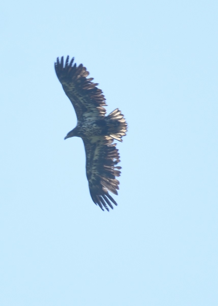 White-tailed Eagle - ML620546357