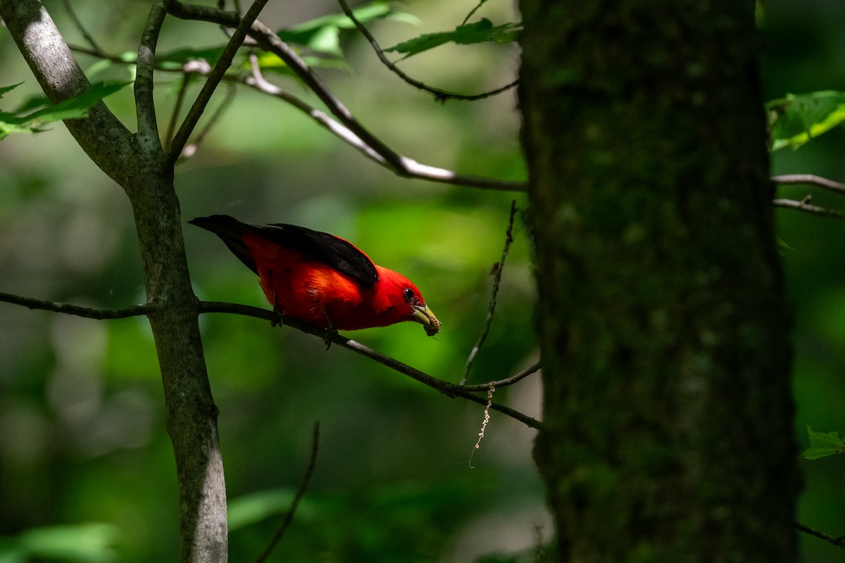 Scarlet Tanager - ML620546360