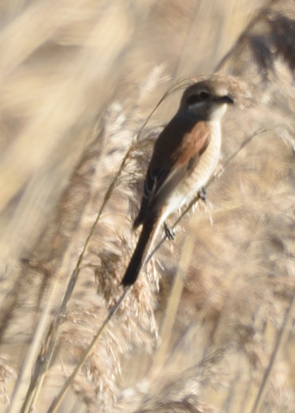 Red-backed Shrike - ML620546367