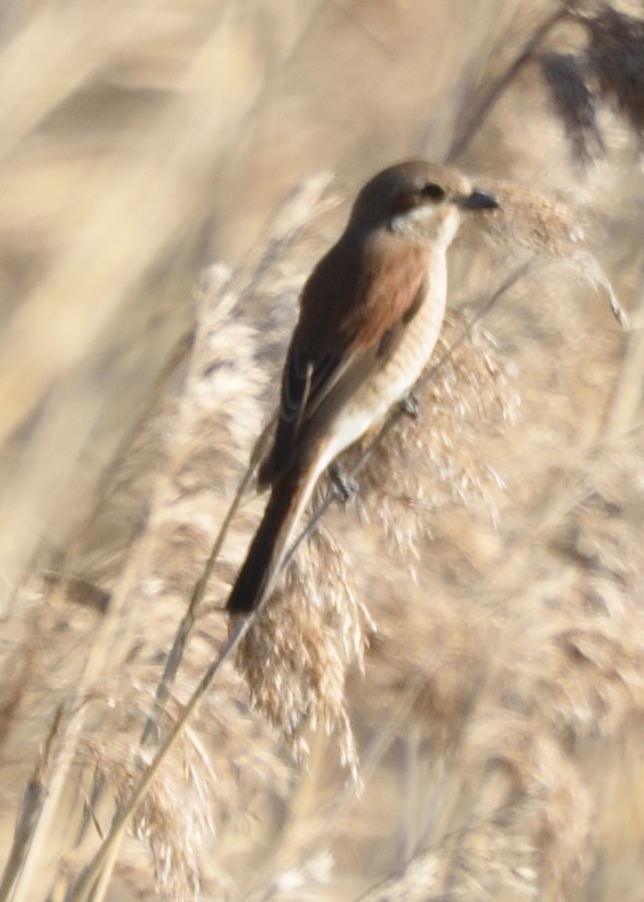 Red-backed Shrike - ML620546369