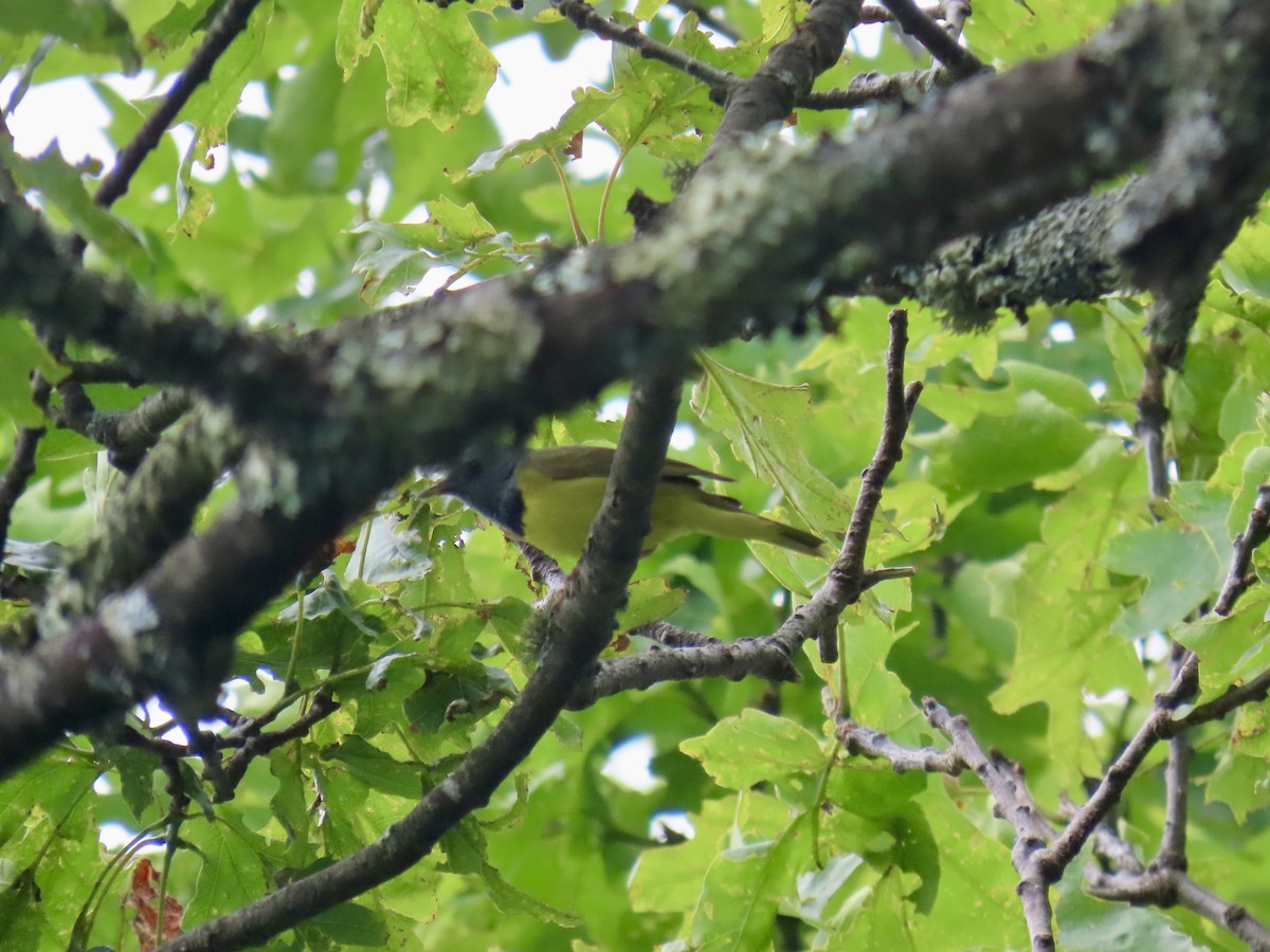 Mourning Warbler - ML620546373