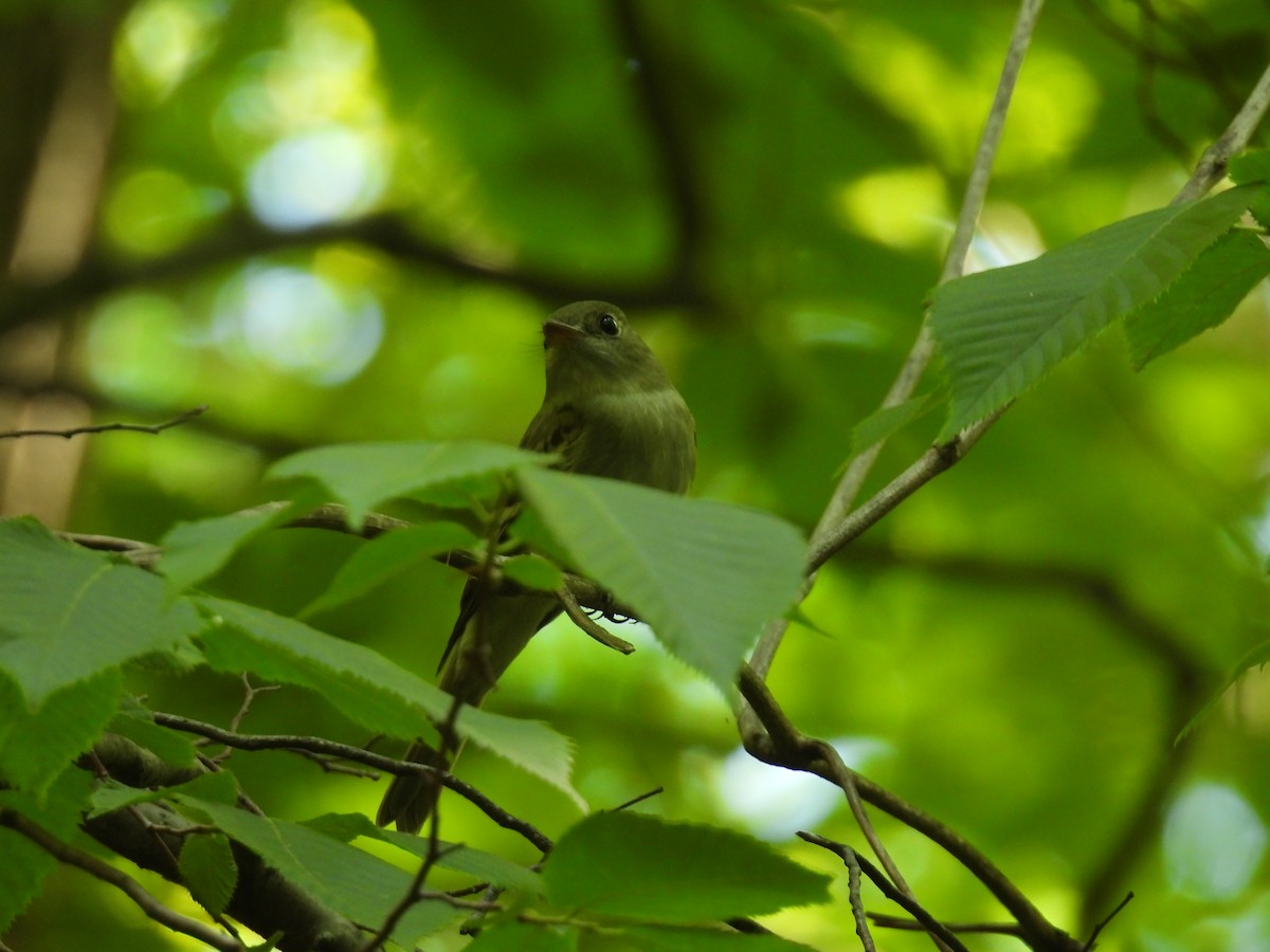 Moucherolle vert - ML620546379