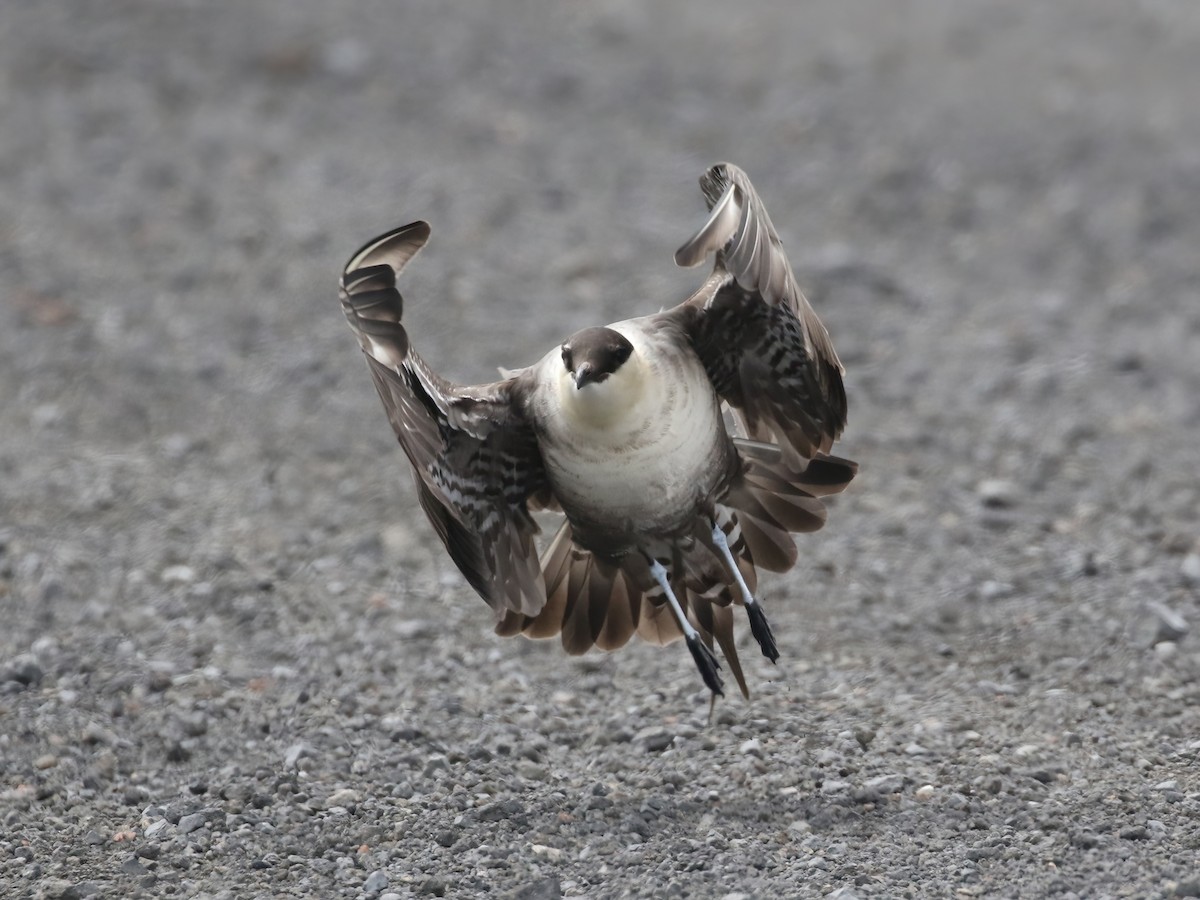 Long-tailed Jaeger - ML620546381