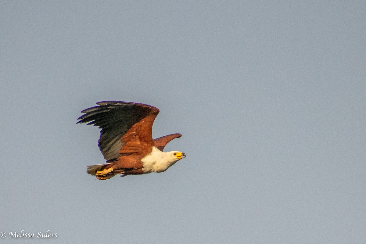 African Fish-Eagle - ML620546382