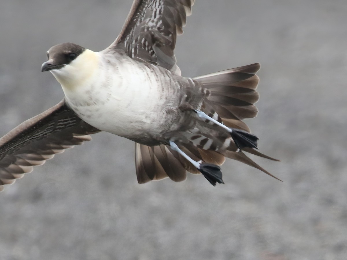 Long-tailed Jaeger - ML620546384