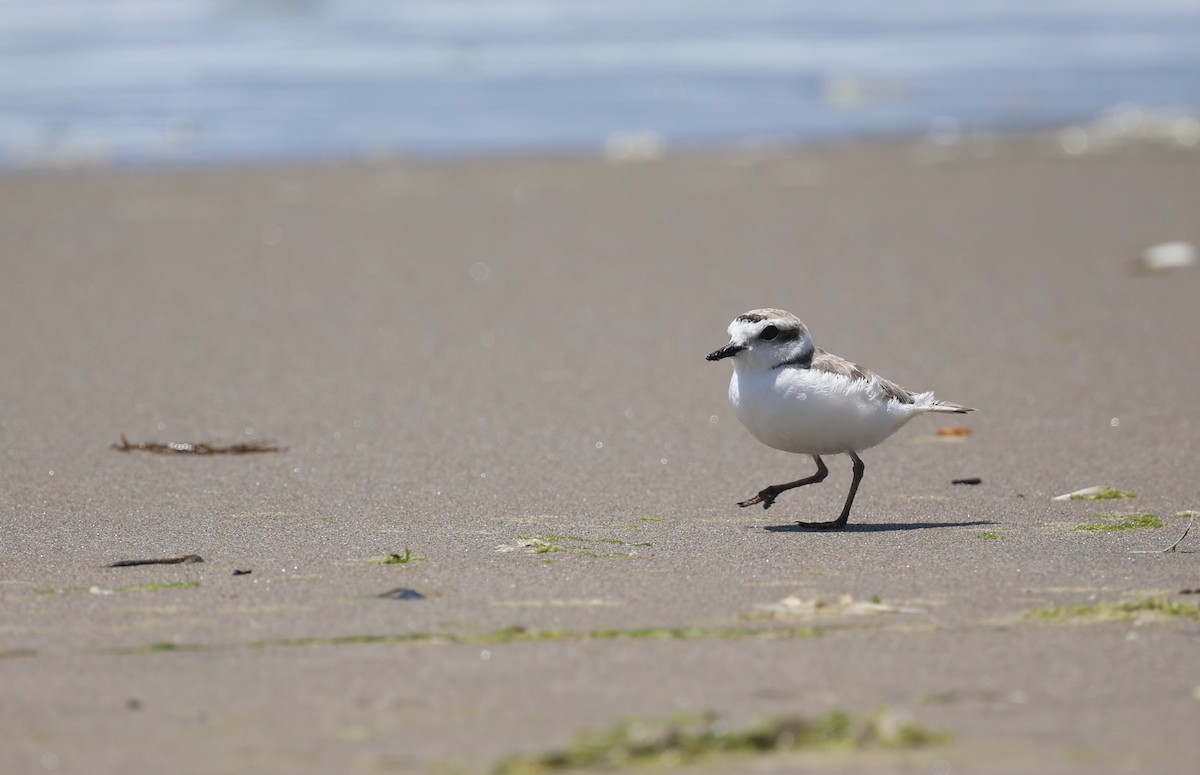 Snowy Plover - ML620546387