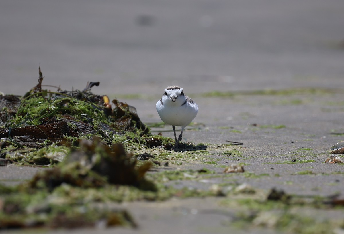 Snowy Plover - ML620546389