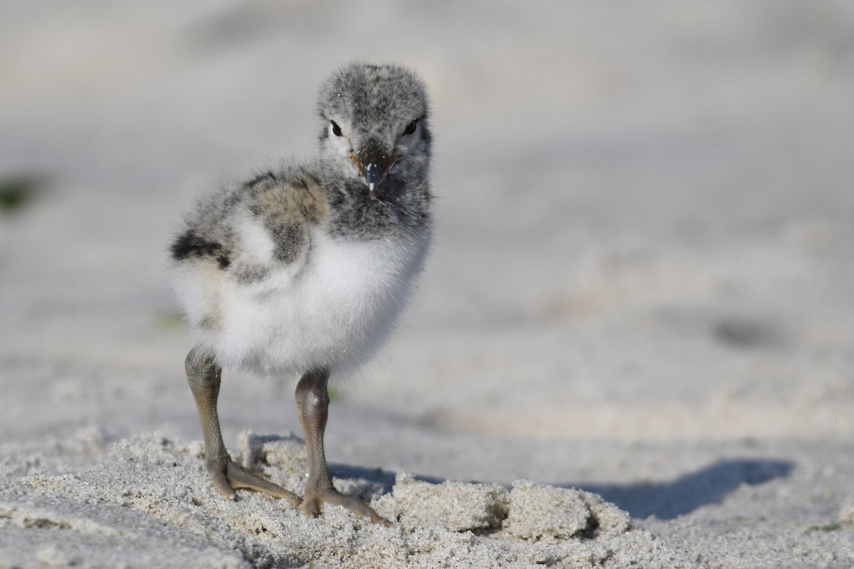 American Oystercatcher - ML620546398