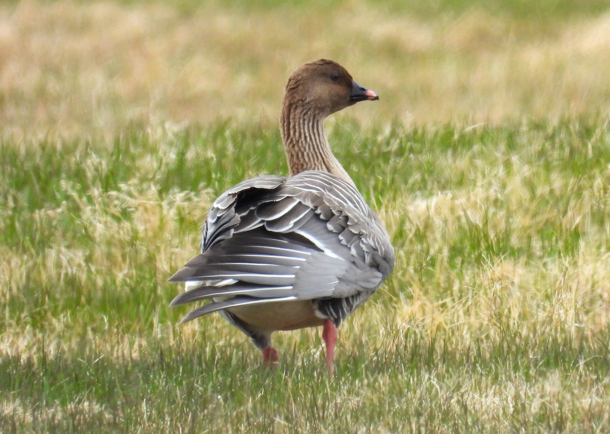 Pink-footed Goose - ML620546399