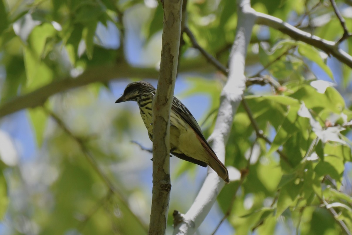 Sulphur-bellied Flycatcher - ML620546400