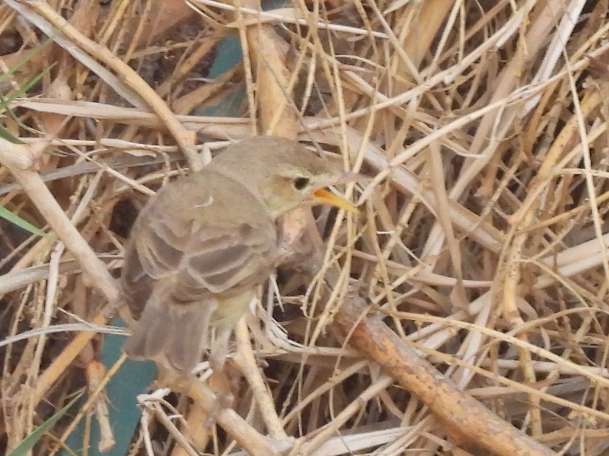 Eastern Olivaceous Warbler - ML620546401