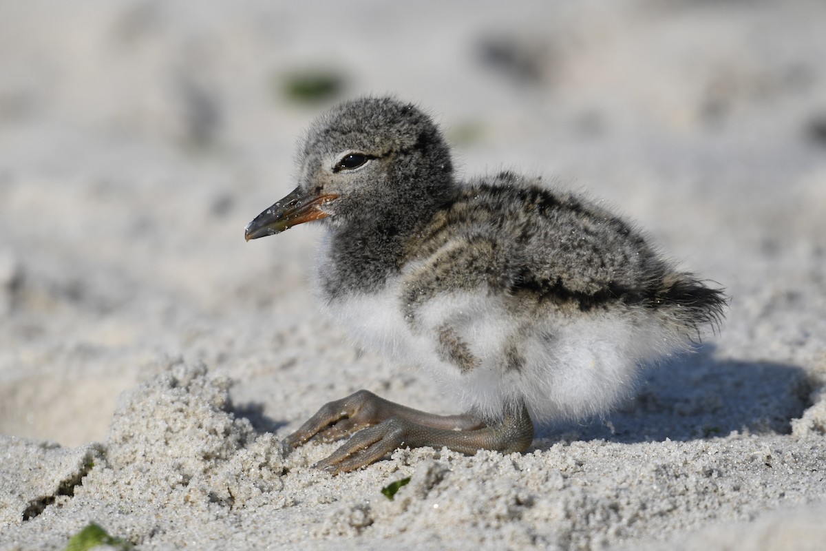 American Oystercatcher - ML620546403