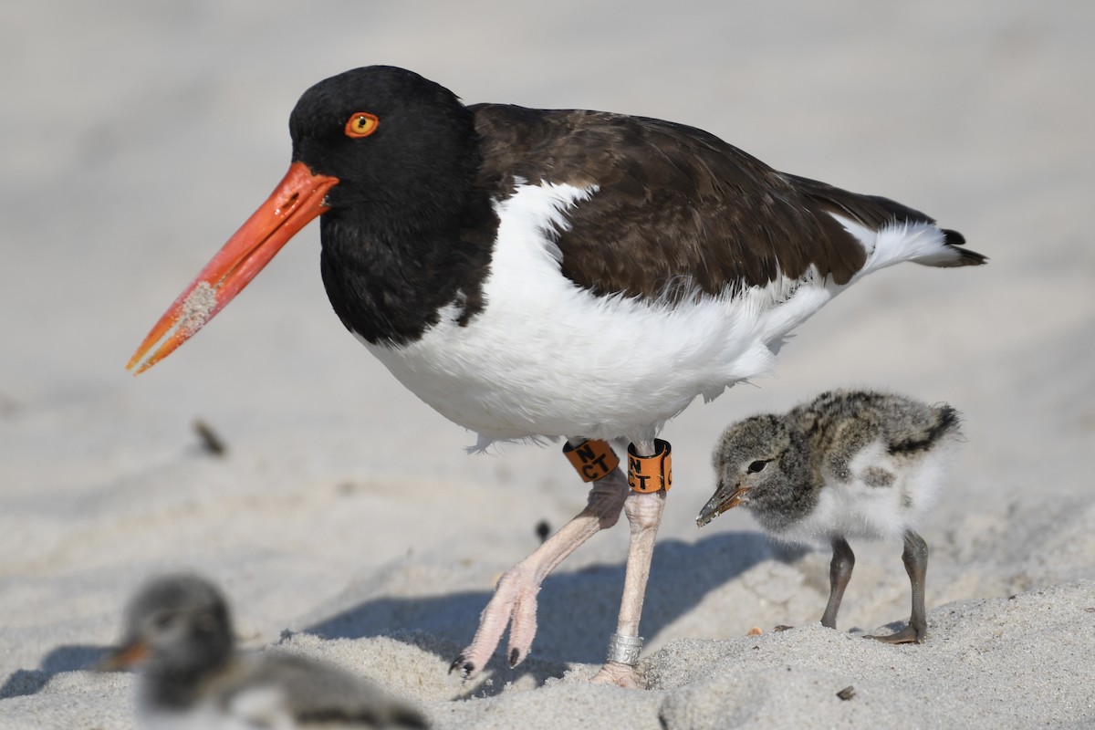 American Oystercatcher - ML620546411