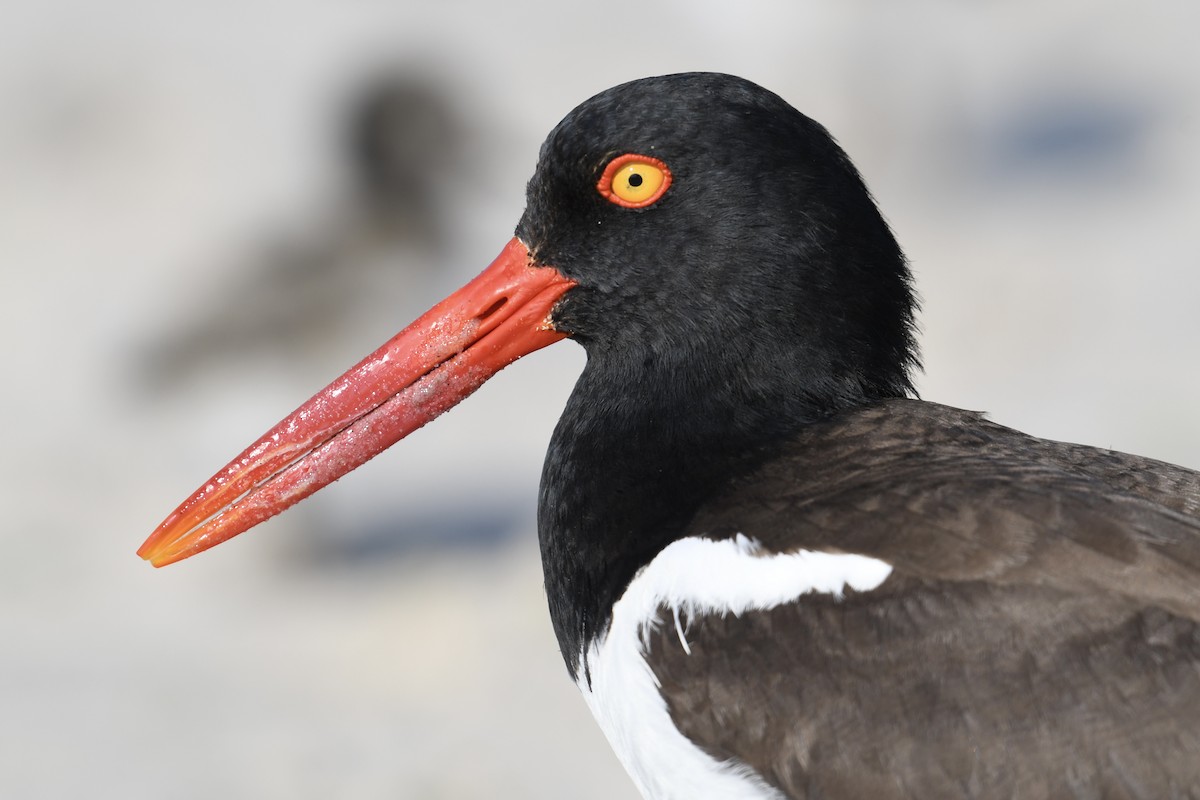 American Oystercatcher - ML620546413