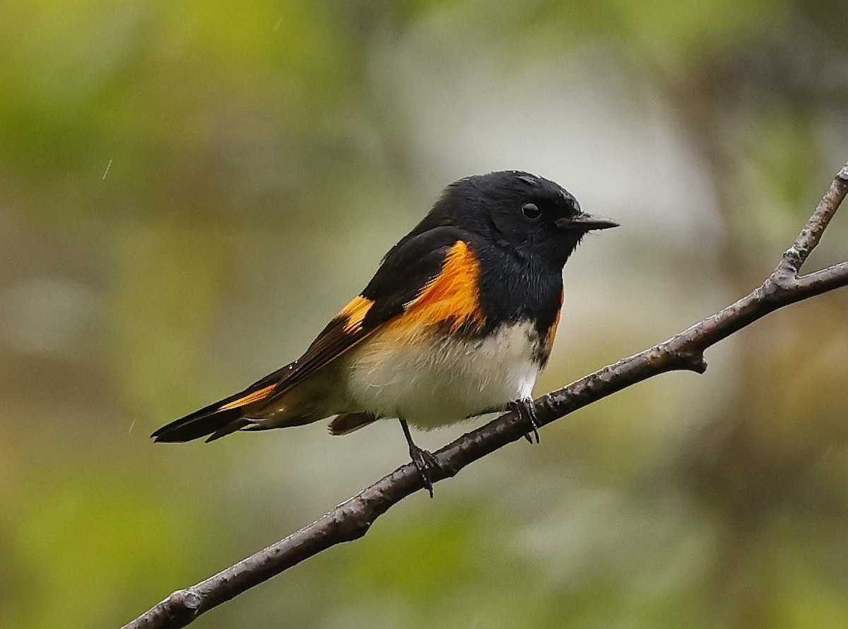 American Redstart - ML620546419