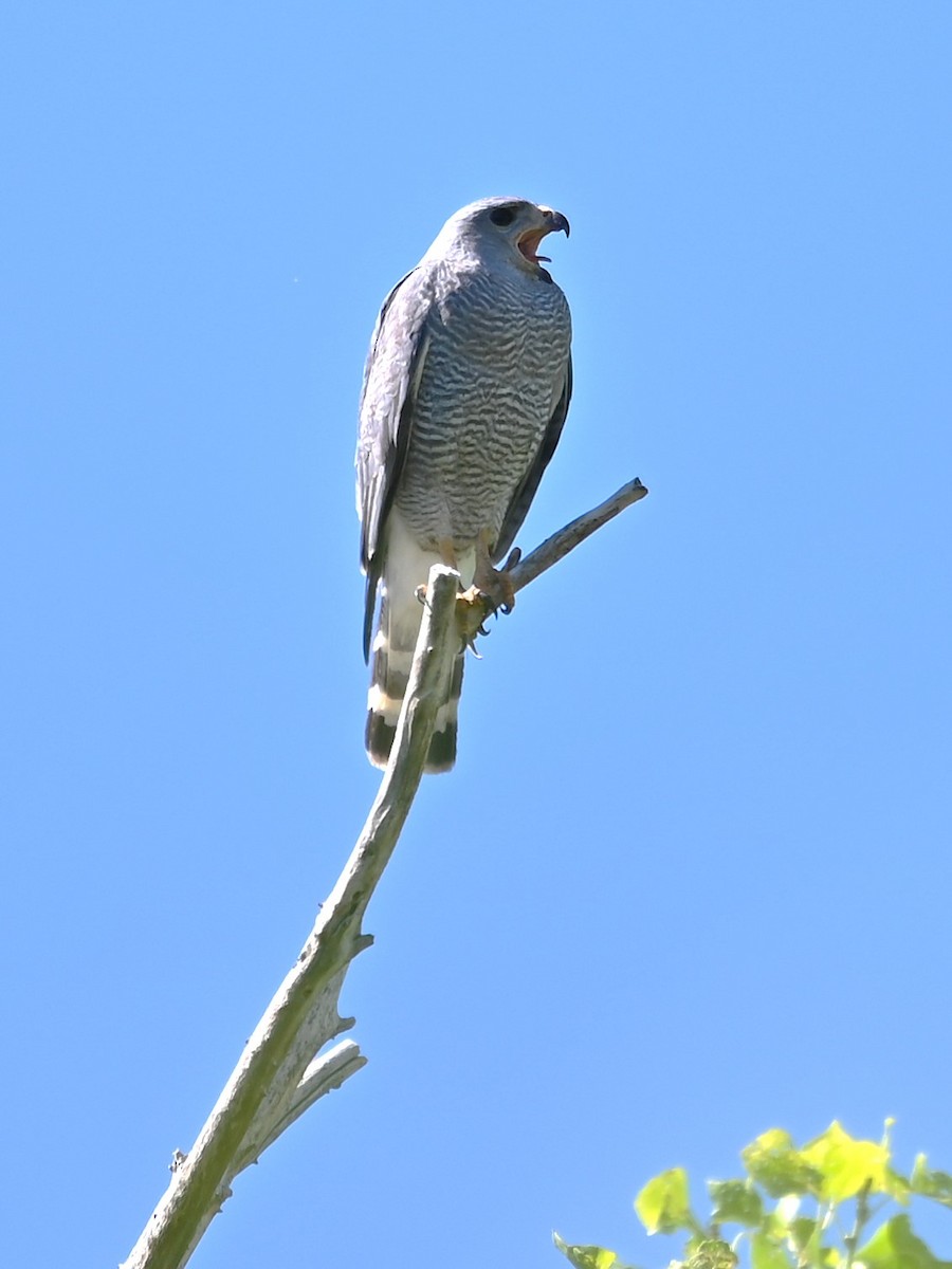 Gray Hawk - ML620546435