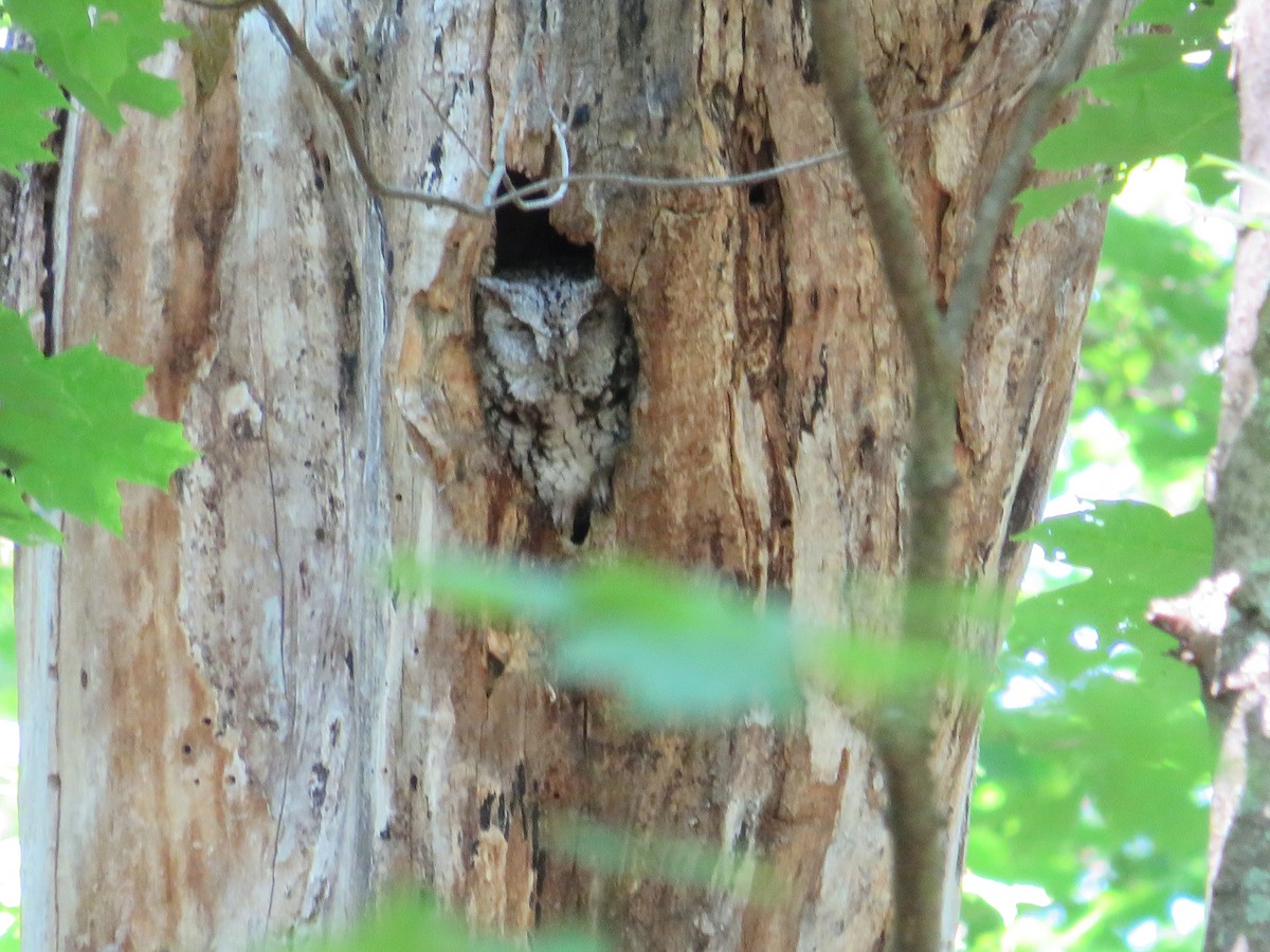 Eastern Screech-Owl - ML620546437