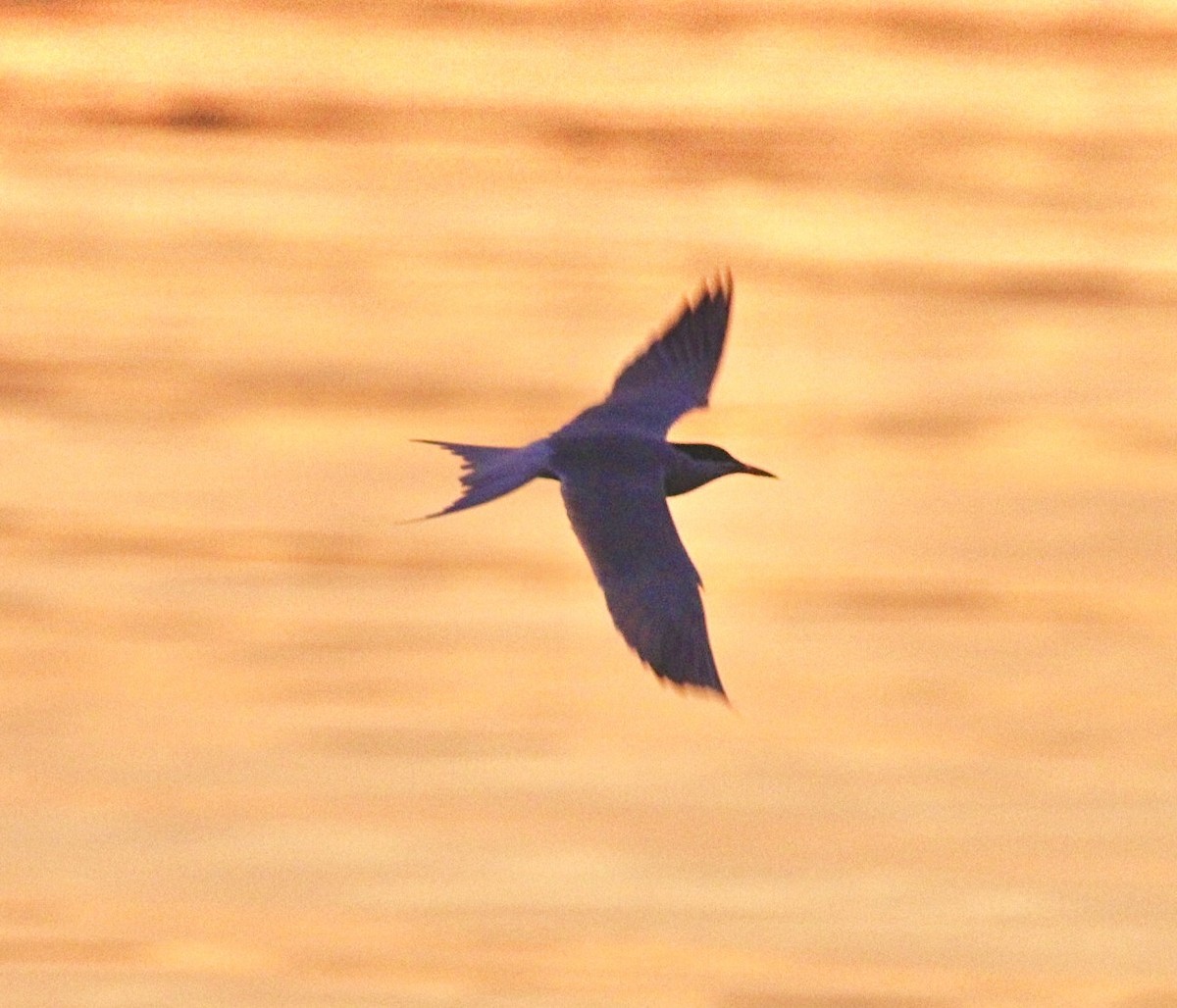 Common Tern - ML620546442