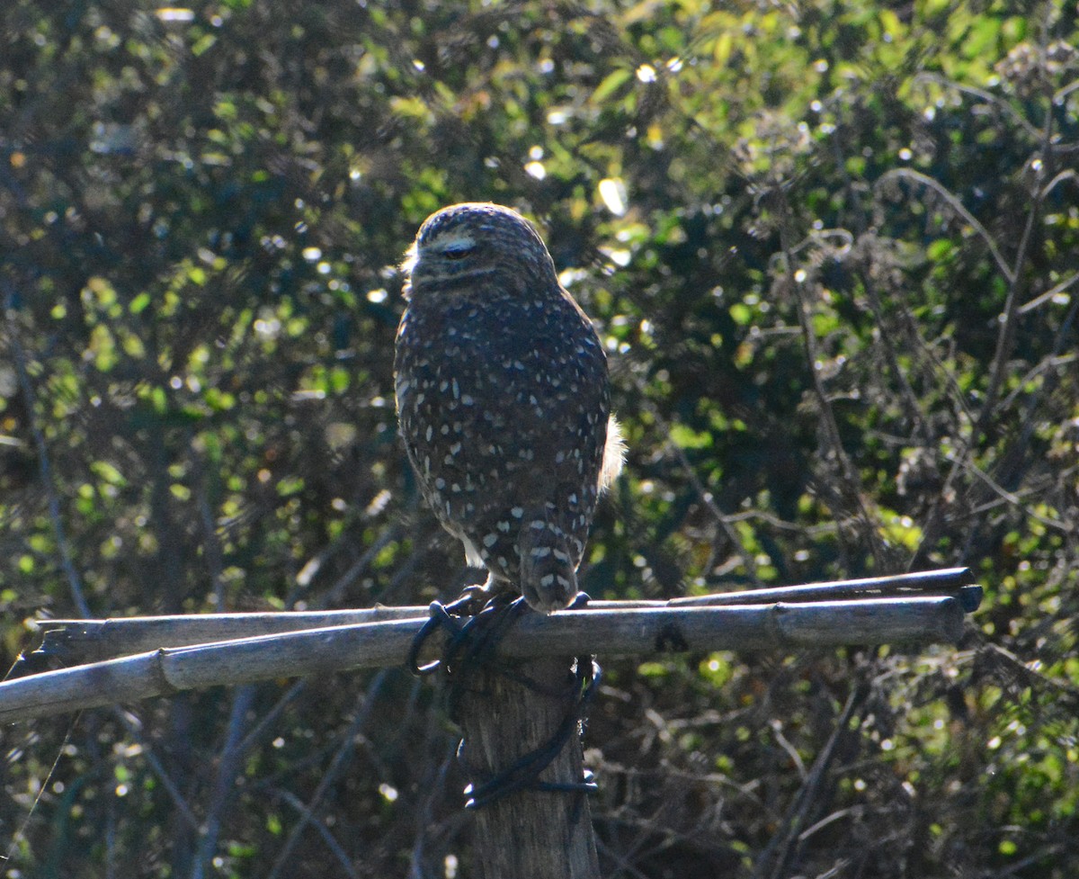 Burrowing Owl - ML620546449