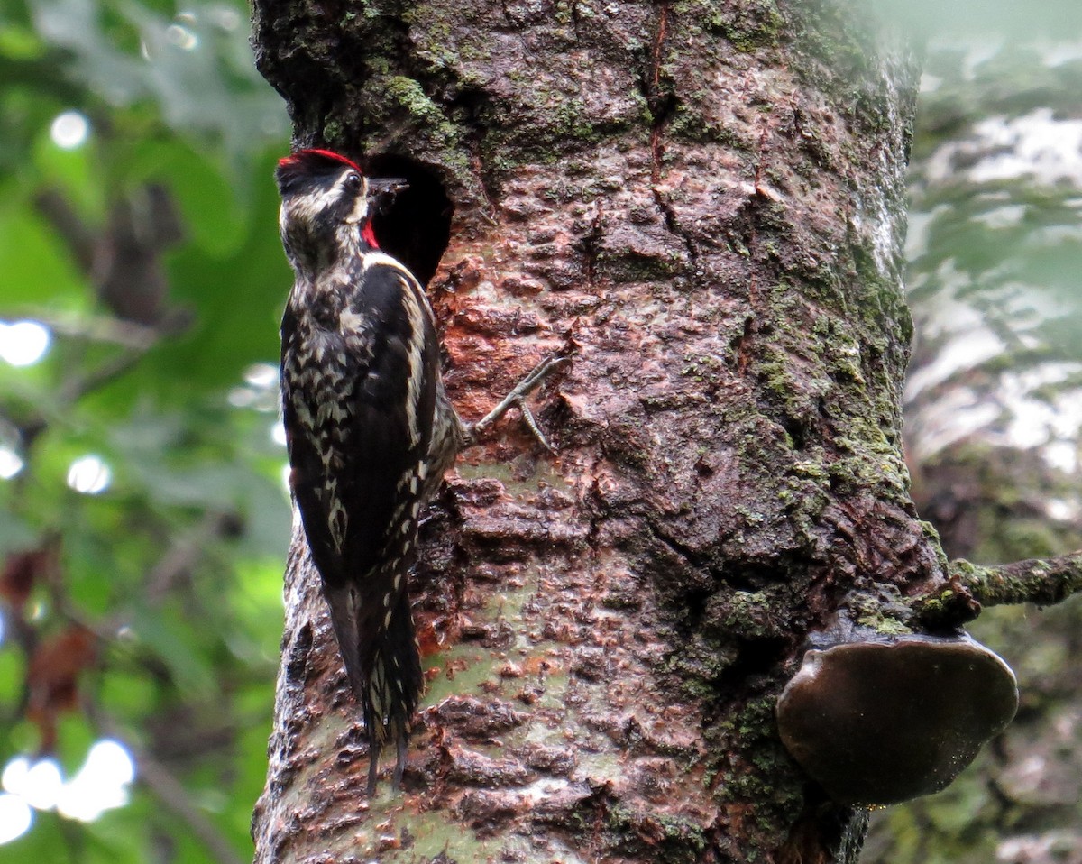 Yellow-bellied Sapsucker - Pam Campbell