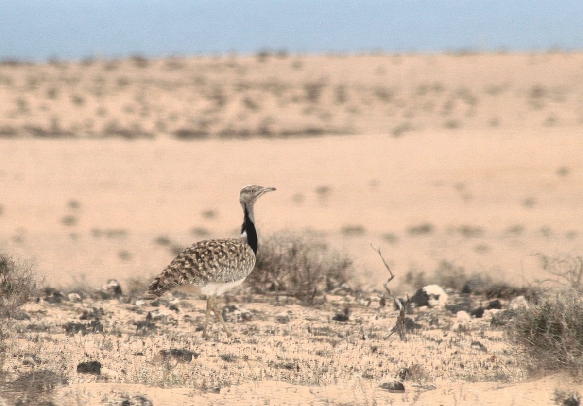 Outarde houbara (fuertaventurae) - ML620546454