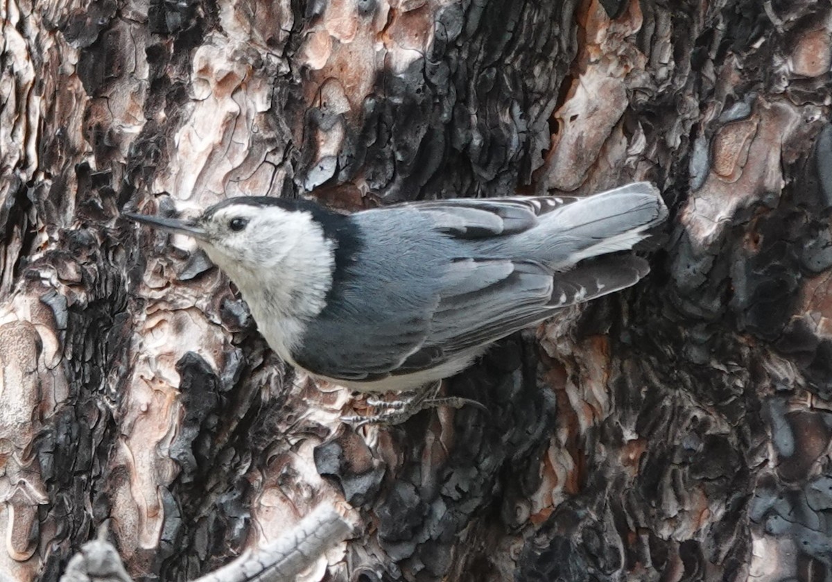 White-breasted Nuthatch - ML620546455