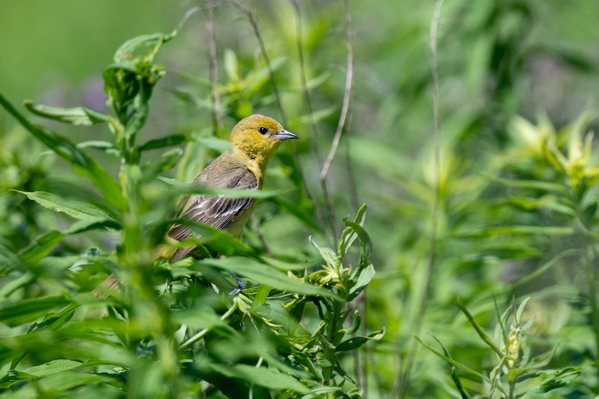 Orchard Oriole - ML620546459