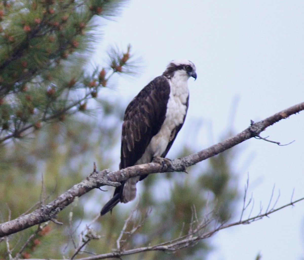 Águila Pescadora (carolinensis) - ML620546463