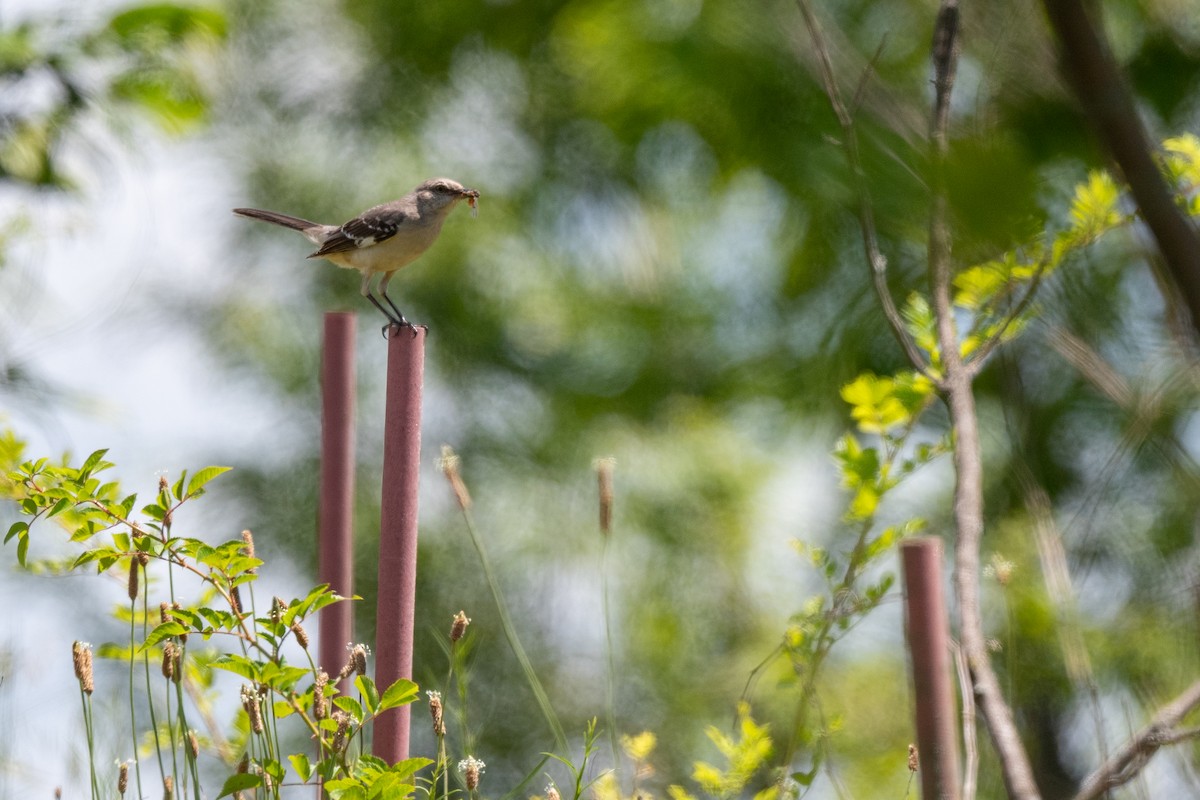 Northern Mockingbird - ML620546465