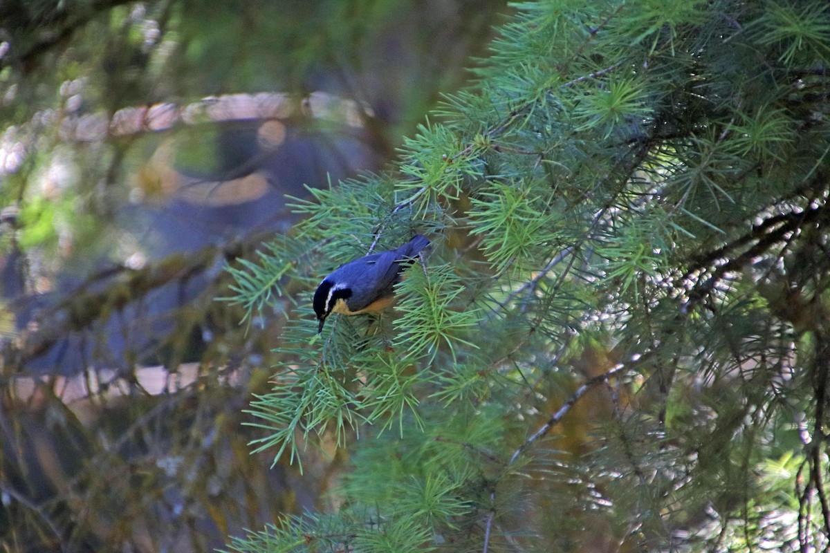 Red-breasted Nuthatch - ML620546472