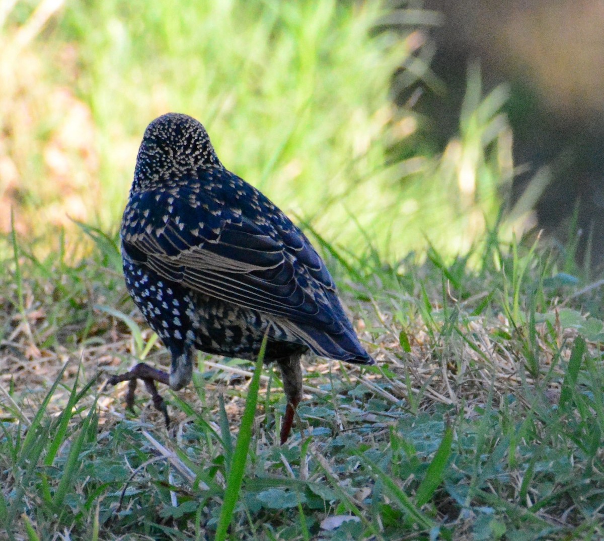 European Starling - ML620546473