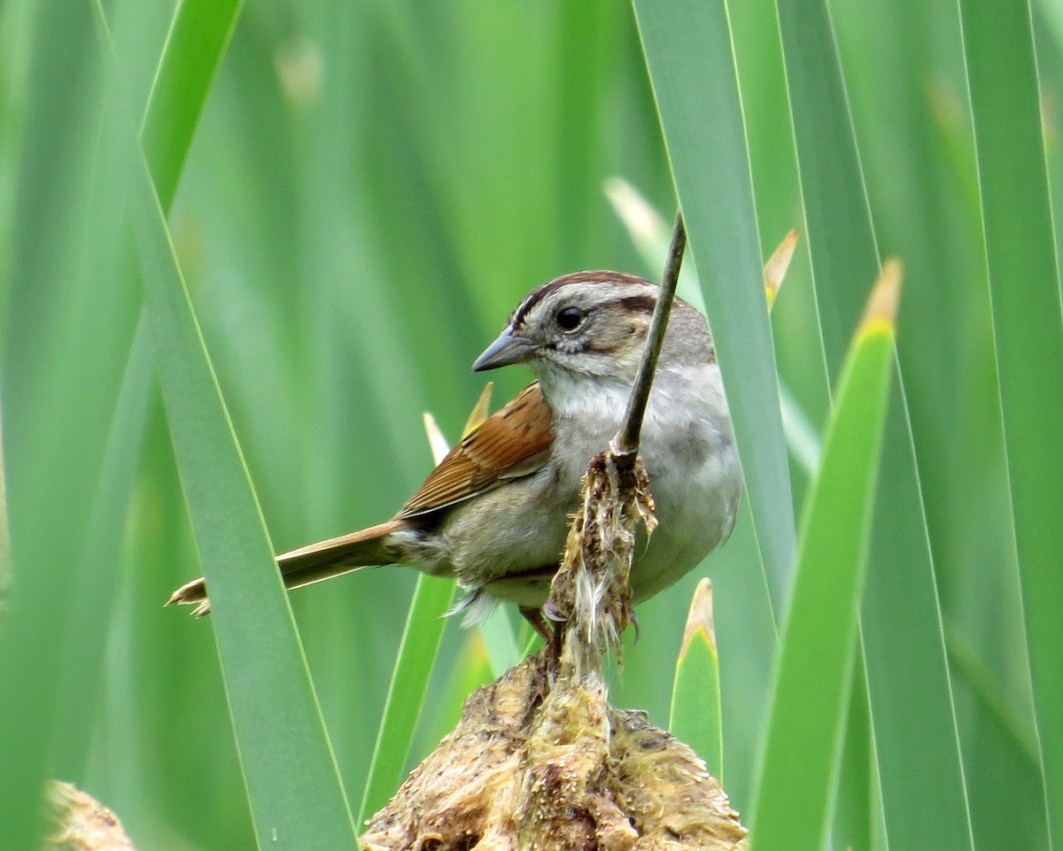 Swamp Sparrow - ML620546474