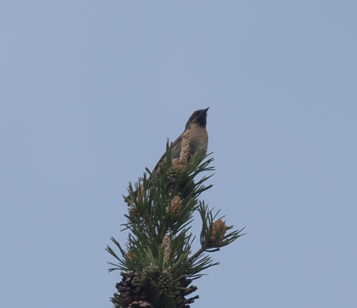 Black-throated Accentor - ML620546484