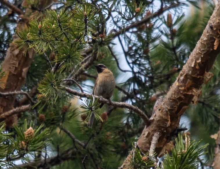 Black-throated Accentor - ML620546486