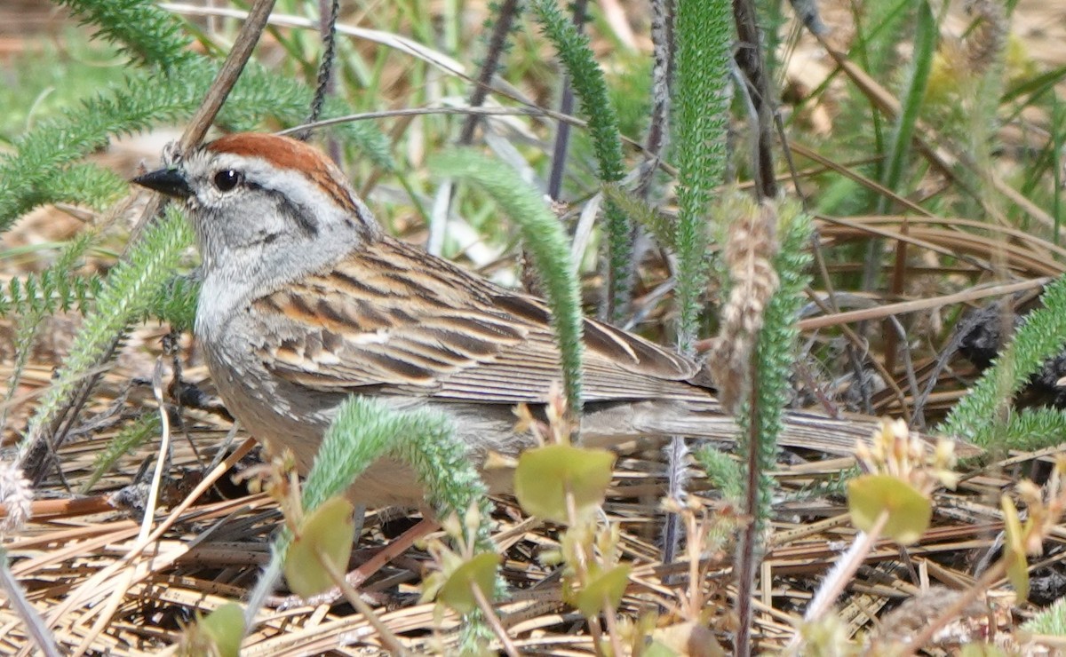 Chipping Sparrow - ML620546499