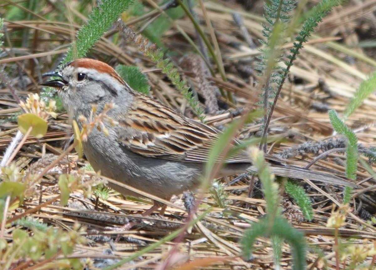 Chipping Sparrow - ML620546501