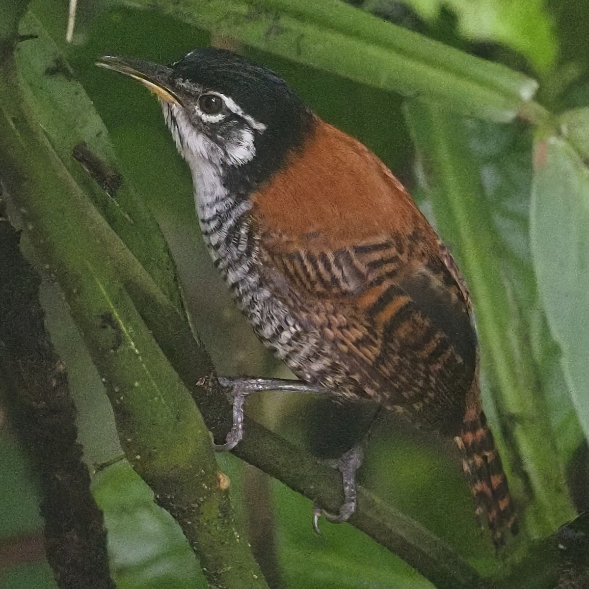 Bay Wren - ML620546517