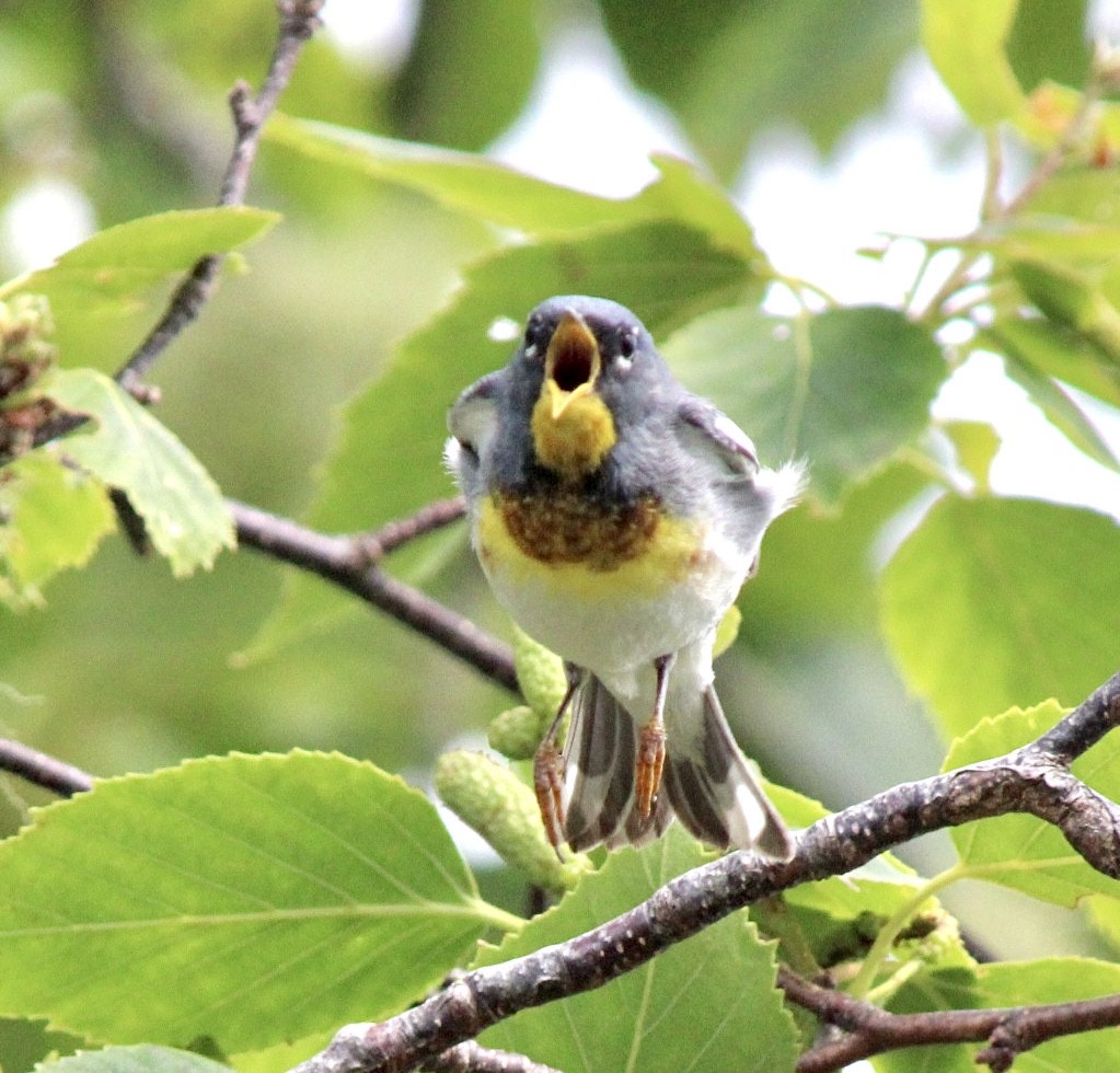 Northern Parula - ML620546520