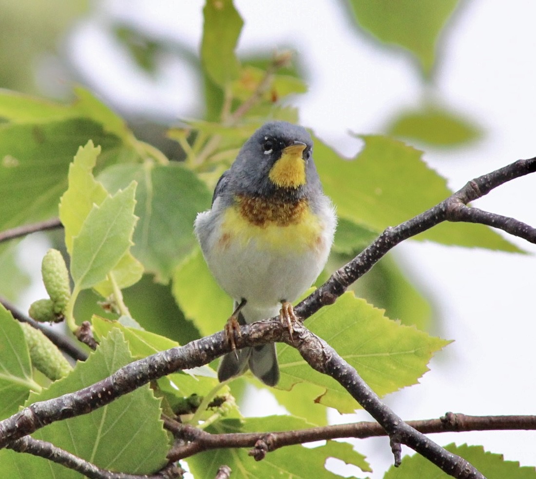 Northern Parula - ML620546540