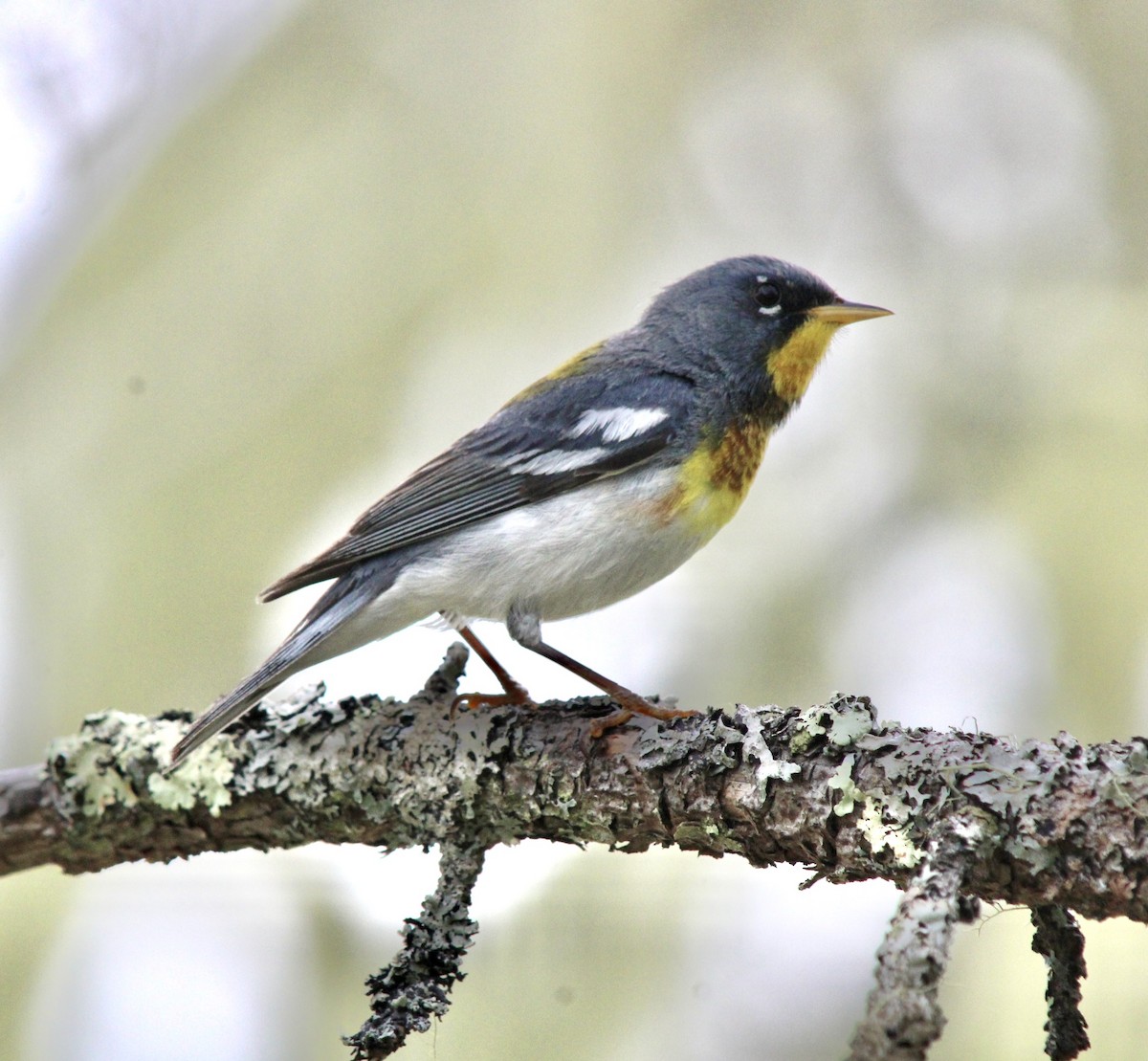 Northern Parula - ML620546541