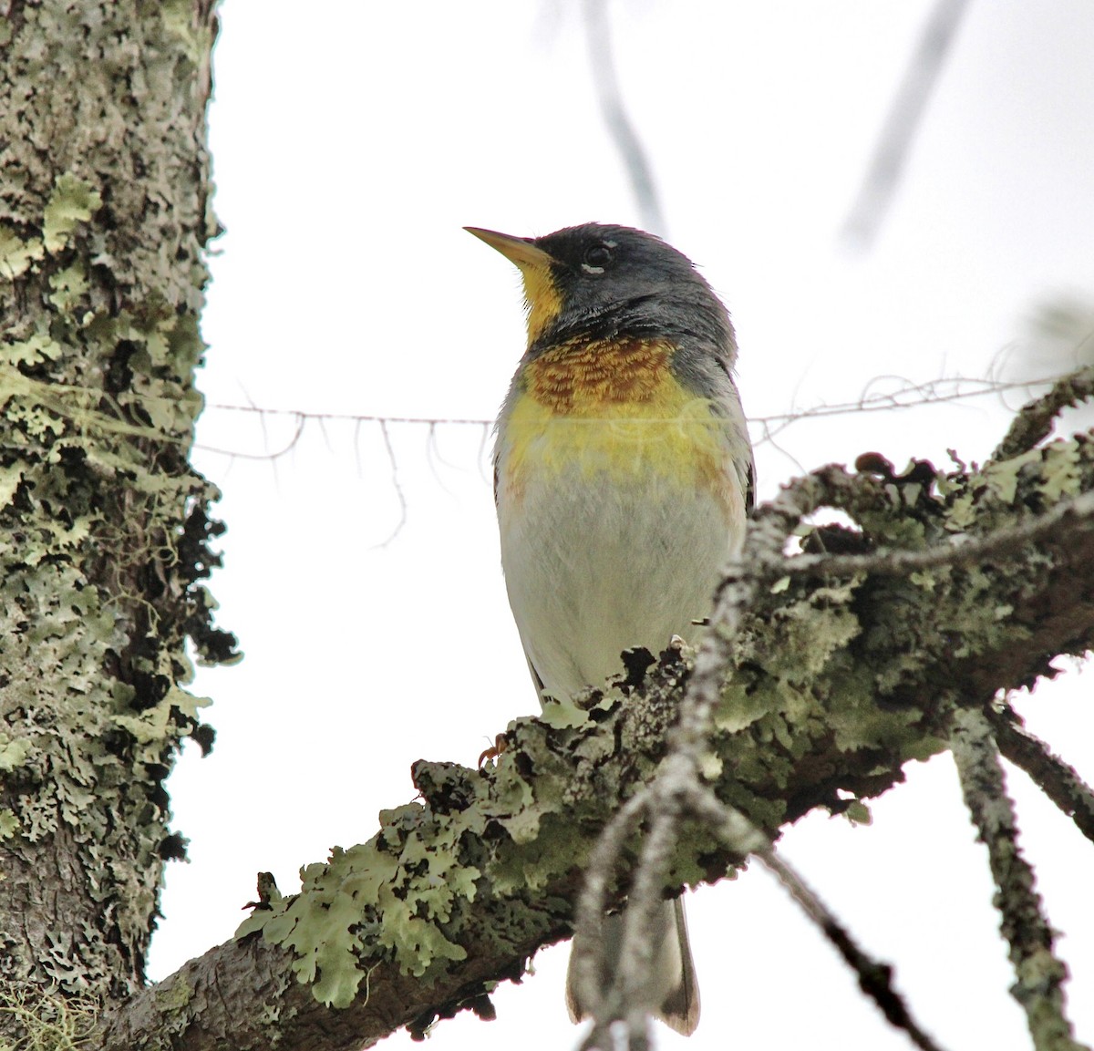 Northern Parula - ML620546542