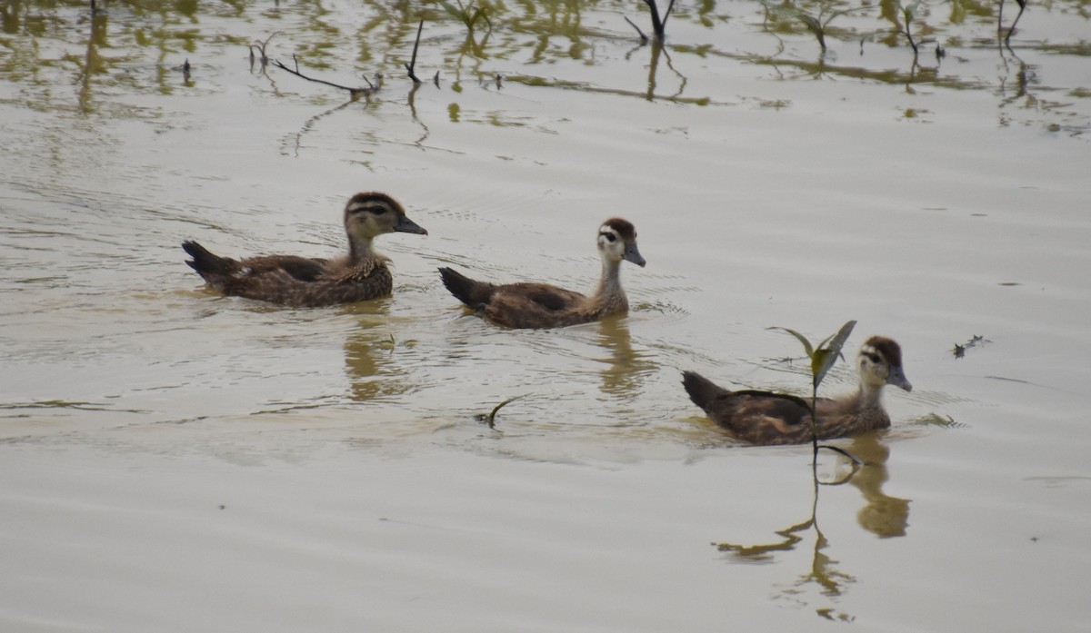 Wood Duck - ML620546548