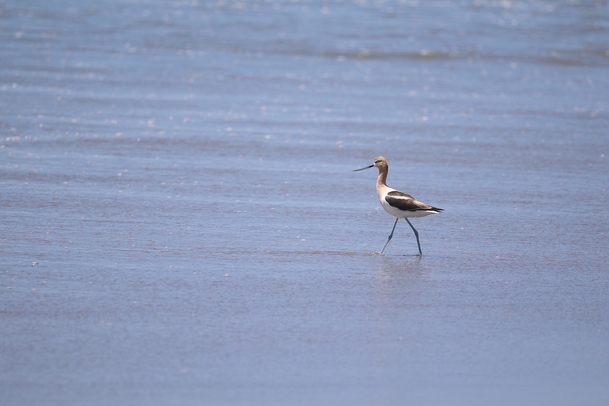 Avocette d'Amérique - ML620546561