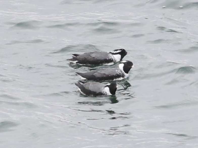 Ancient Murrelet - ML620546568