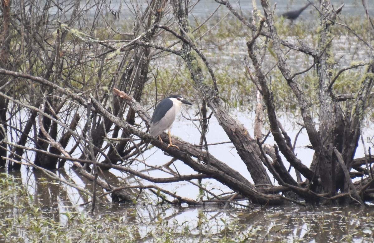 Black-crowned Night Heron - ML620546572