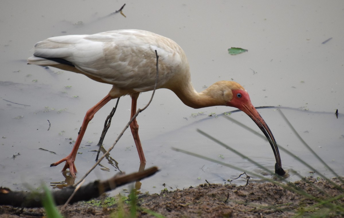 White Ibis - ML620546581